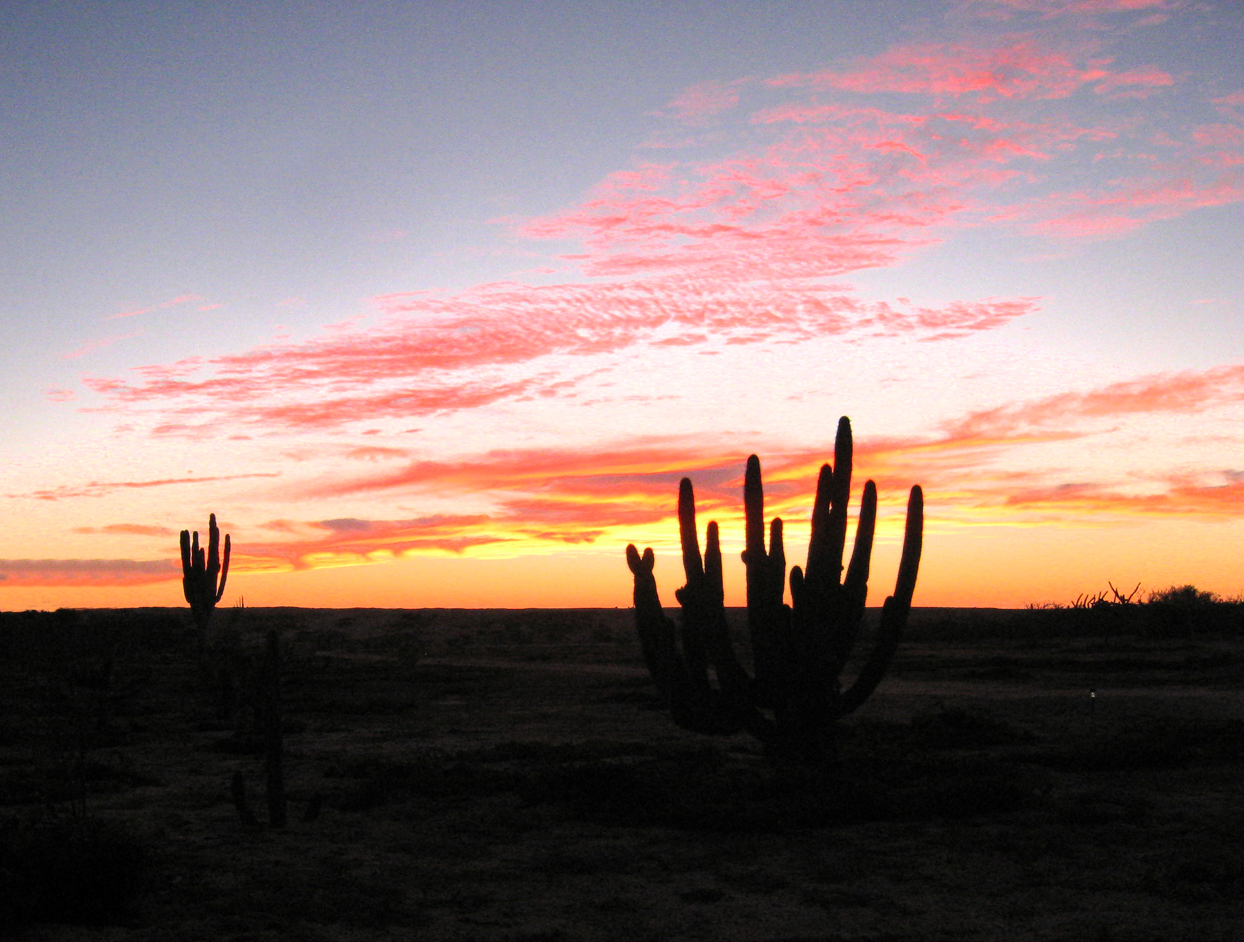 sunset_sx_cactus
