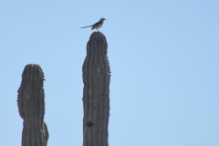 bird_on_cactus_0