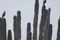 bird_on_cactus_1