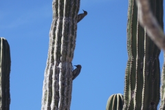 bird_on_cactus_3