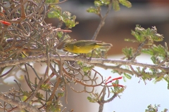 bird_on_tree