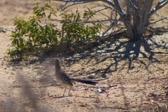 bird_roadrunner