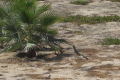 bird_roadrunner_2