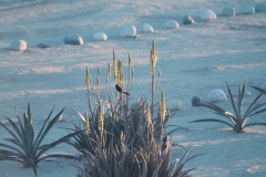 bird_scotts