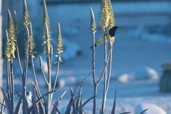 bird_scotts_1