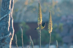 bird_scotts_2