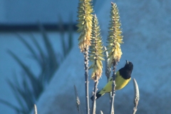 bird_scotts_3