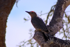 bird_woodpecker
