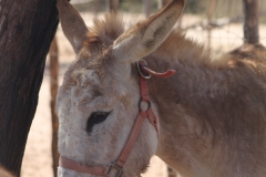 burro