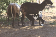 goats_nursing