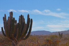 prana_cactus