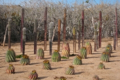 prana_cactus_5