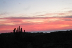 sunset_cactus_2