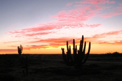 sunset_sx_cactus