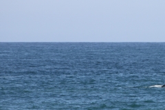 ultralite_whale