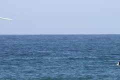 ultralite_whale_2