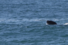 whale_1