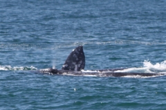 whale_2