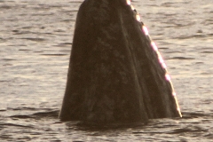 whale_head