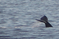whale_tail_aa_close_again