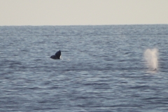 whale_tail_and_spout