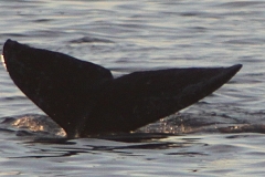 whale_tail_close_up