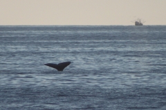 whale_tail_ship