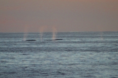 whale_three_spouts