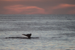 whale_x_tail_shadow